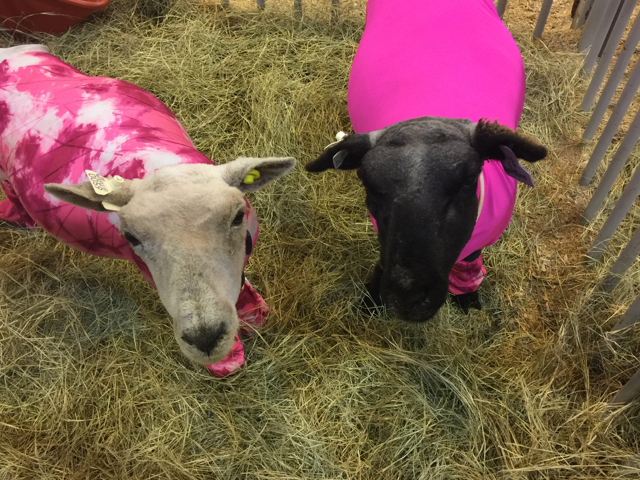 Sheep attending the Houston Livestock Show and Rodeo.