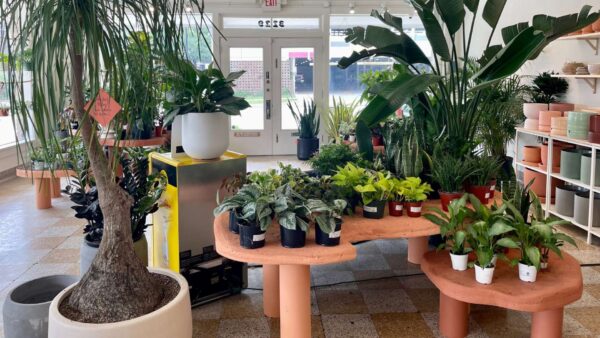 Beautiful potted plants from The Flora Culture